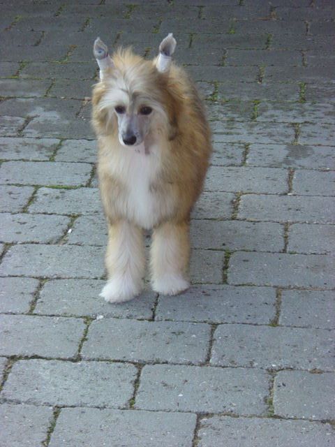 My Longtime Companion Yanka