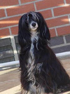 Une Jacynthe Du Trou De Granit