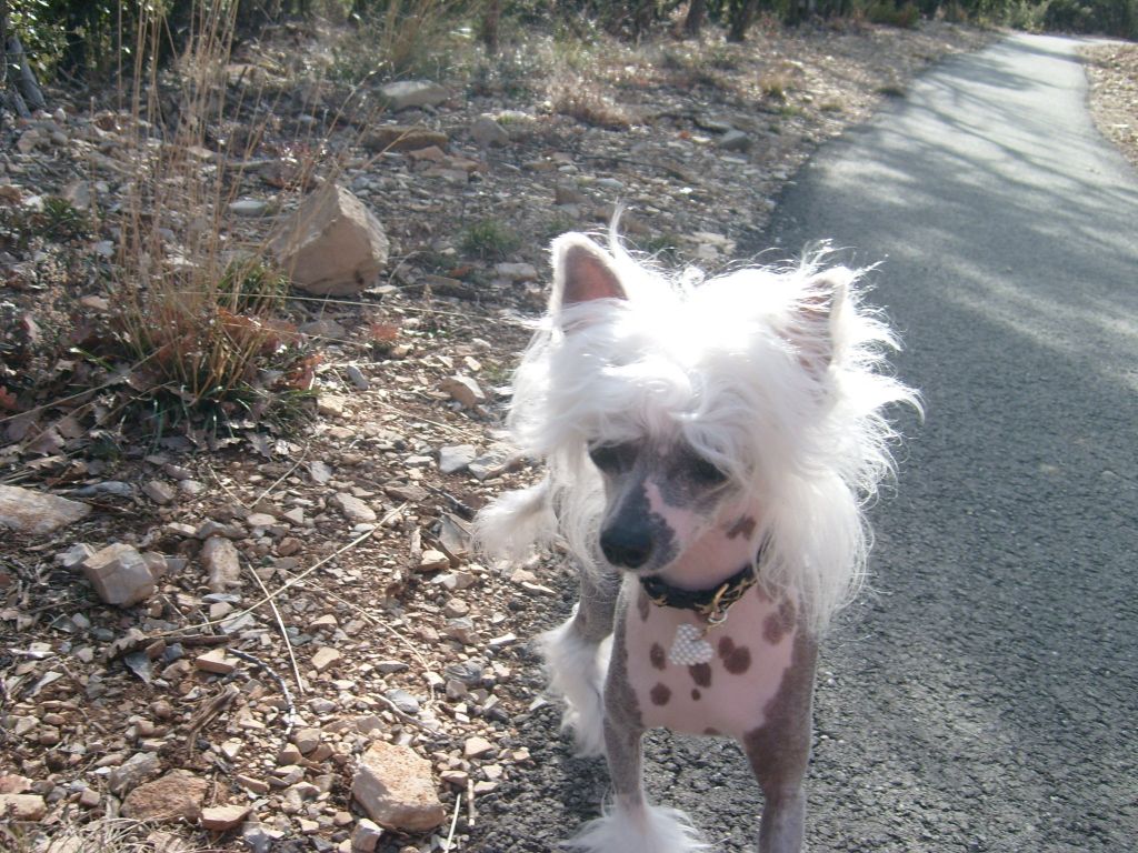 Oriental Jokes Umpa Lampa