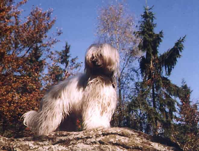 Praclik Alexa Lachesis