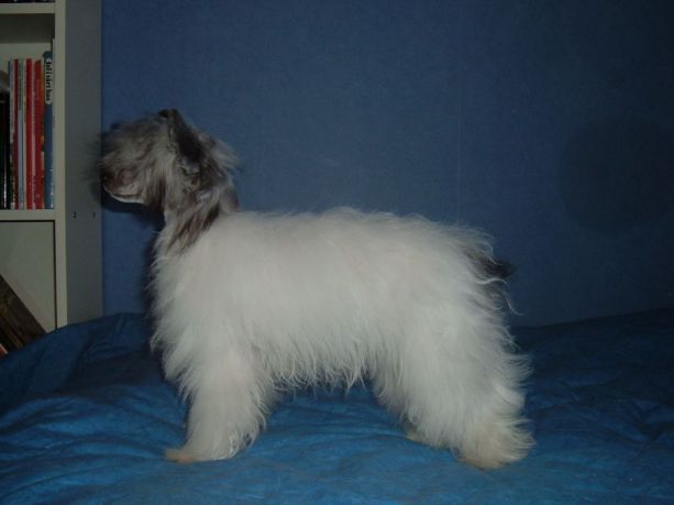 Belshaw's Helen Of Troy