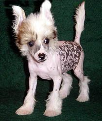 Oriental Jokes Valentino