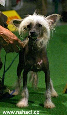 Spoutnik of Shenandoah Creek