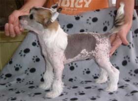 Chineseblue's Casanova In Blue