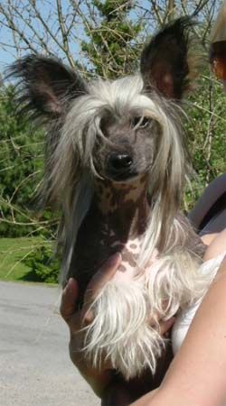 Chineseblue's Crosschecking