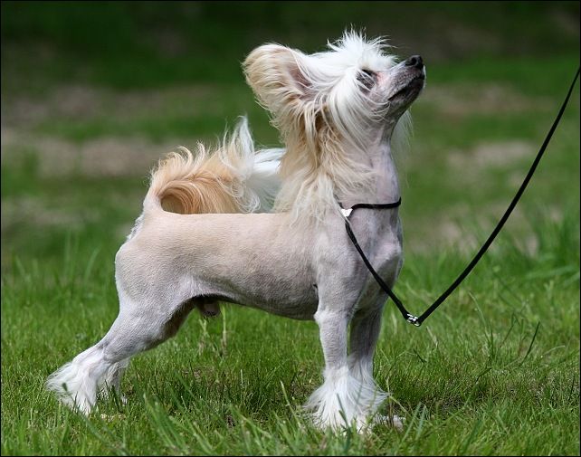 Apollo Nezkrotna Markyza