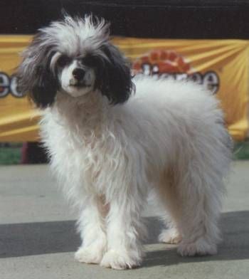 Dundee Shalom Mahtob