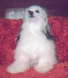 Ester Ha-Tikva Mahtob