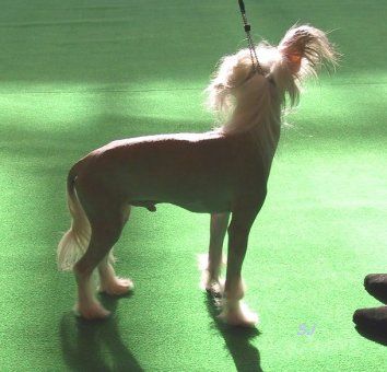 Lishinto Quazarsquest