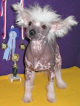 Benji od Kimovy boudy