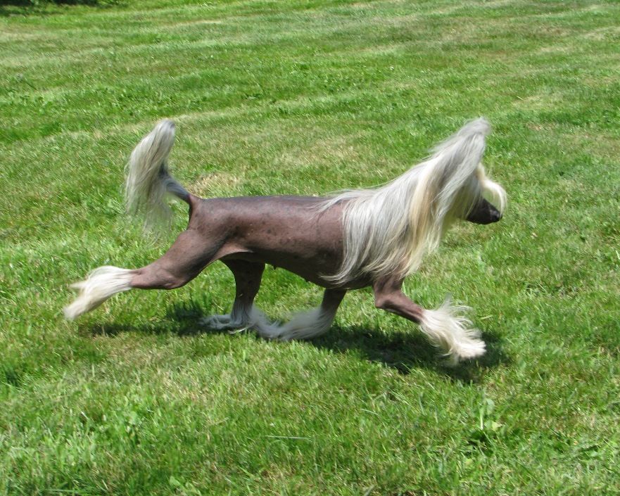 Gerda z Kamilova Dvora