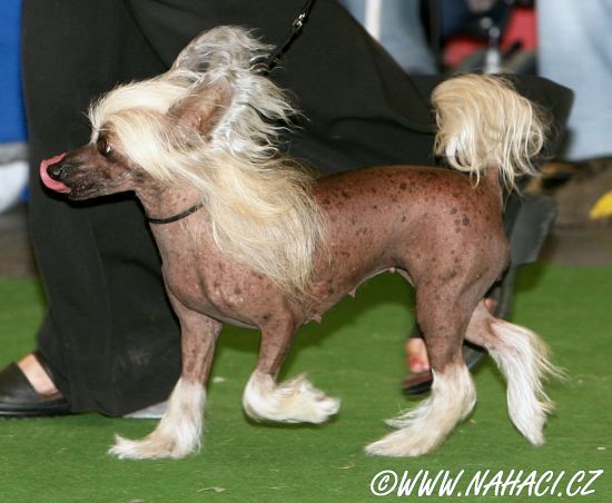 Adela z Kamilova dvora