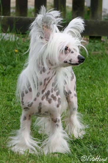 Bella Jane Lasky Dar