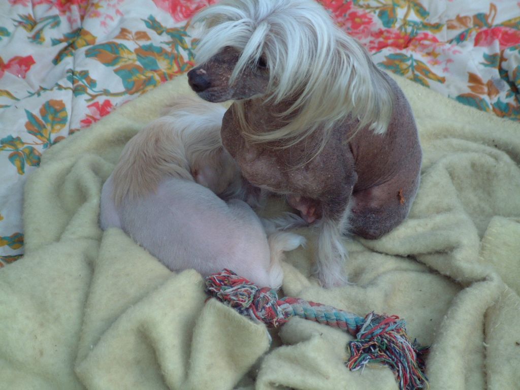 Bahri Al Sinai ze Zeme Kvetin