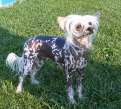 Cenera Hvezda Ostravy