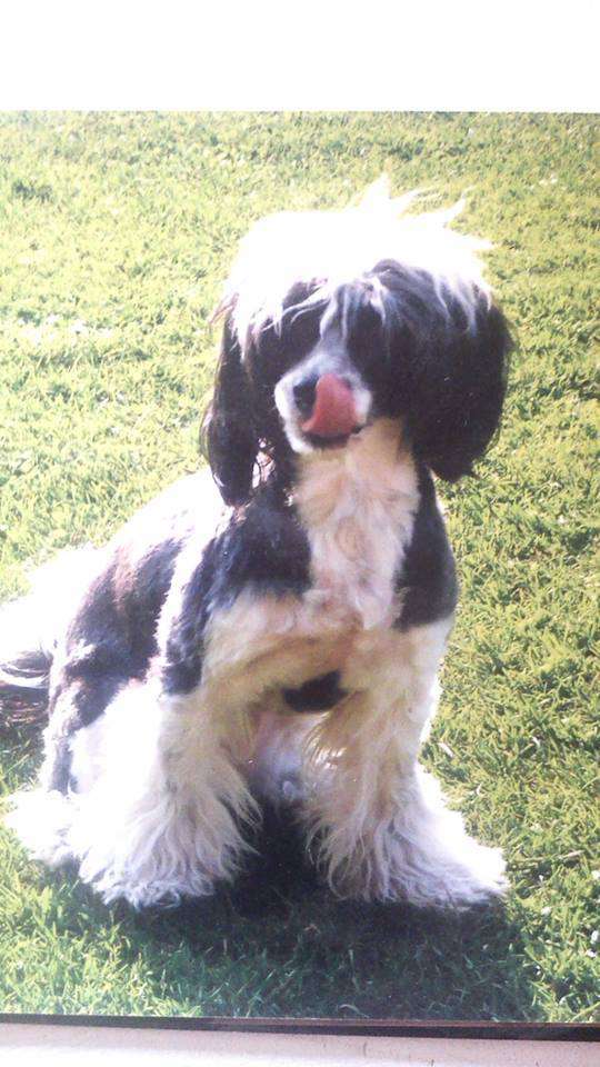 Cassidy z Frydeckeho Zamku