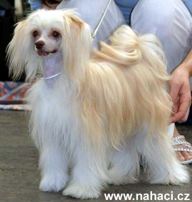 Dara z Alsova Nabrezi