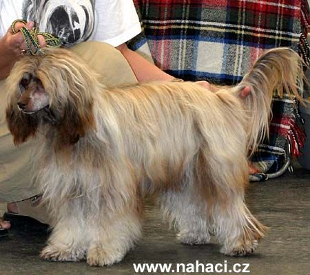 Charlota Cin-Cin Pet