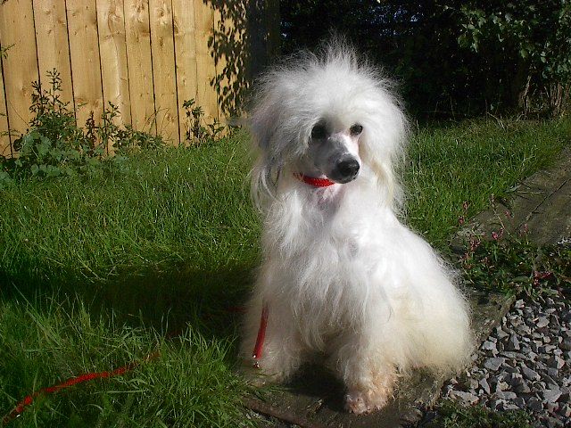 Usher de Shangri Lah