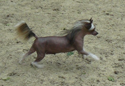 Delight Top Model de Rama