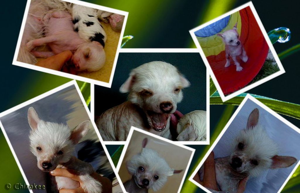 Academy Award  of Chippendale's Chirokee