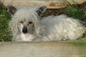 Uruguay of Shenandoah Creek