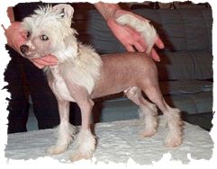 Kurrasco von Shinbashi