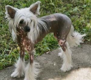 Ecca Erotica Pastoral