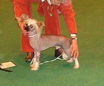 Angelwings Make My Day For Debrita