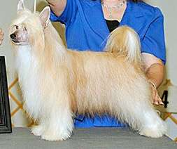 Pentastar's Little Red Express