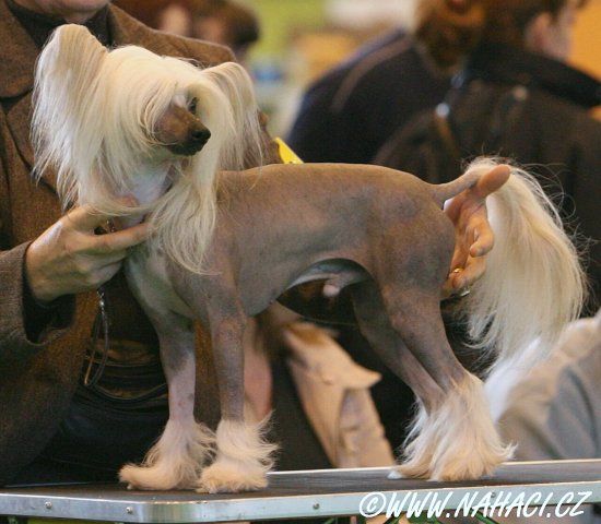 Alltot Special Edition Of Slipperton