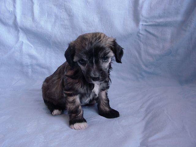 Danzel z Kamilkové zahrady