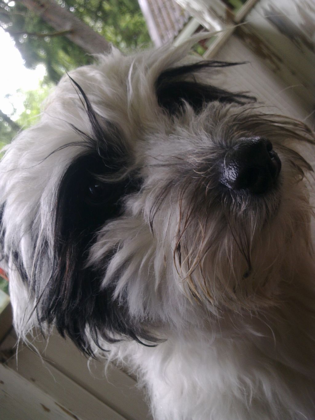 Secret Line's Midnight Oil