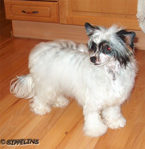 Secret Line's Tiny T-Cup