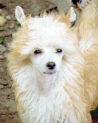 Cheyenne Island Shangri-La