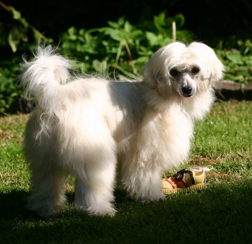 Esteban du Rose Amour