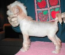 Creek's Crossing Peachy Keen