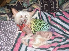 Tebroc Hsiao Cinnabar