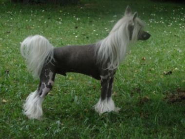 Adonis Stin Kapradiny