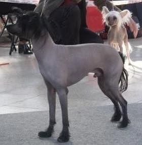 Argos Stin Kapradiny