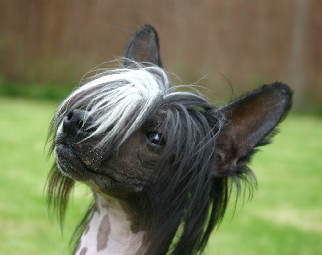 Taijan Dreamer Power Ranger