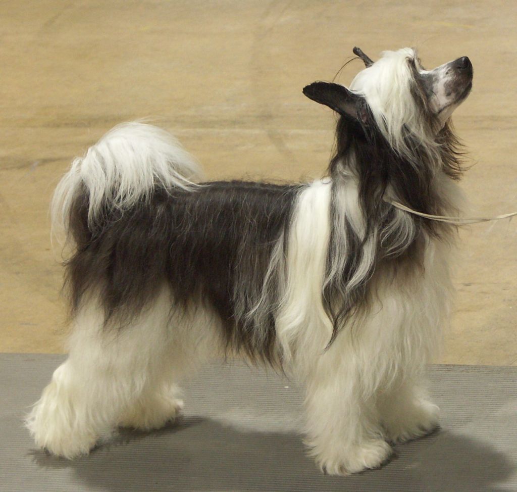 Royal Evening Out With N'Co DOM