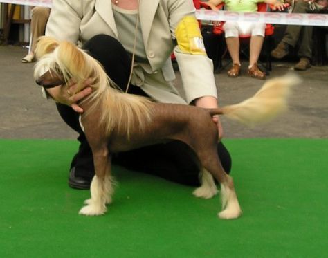 Hellenne Gavany's Bohemia