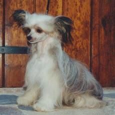 Nicolasa de Piedra Caida