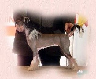 Razzmatazz My Fair Lady