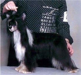 Starward Diamond Solitaire