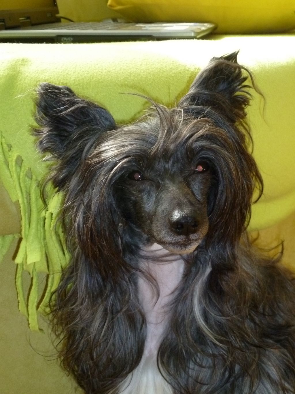 Magic Carpet's Fire N'Flash