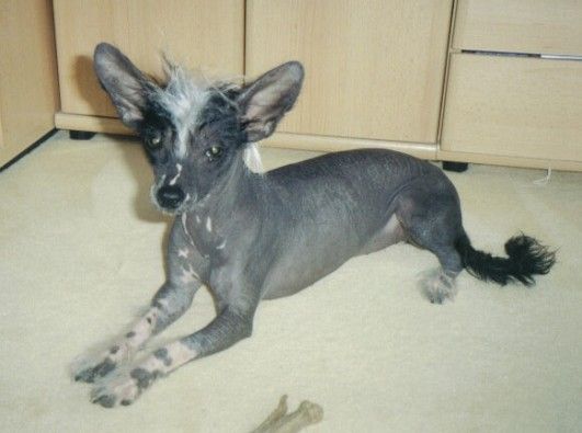 Aja-Pipou Sumavsky nahacek