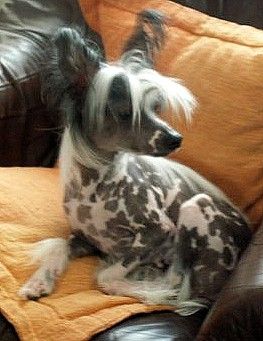 Alissia Magni-Loquentia