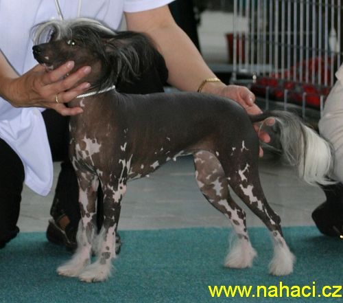 Banhilare Pernstejnsky andel